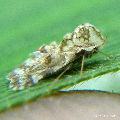 アワダチソウグンバイ