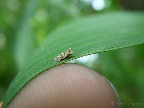 アワダチソウグンバイ