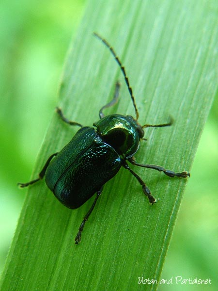 バラルリツツハムシ