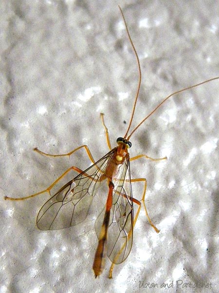 ベッコウアメバチモドキ？