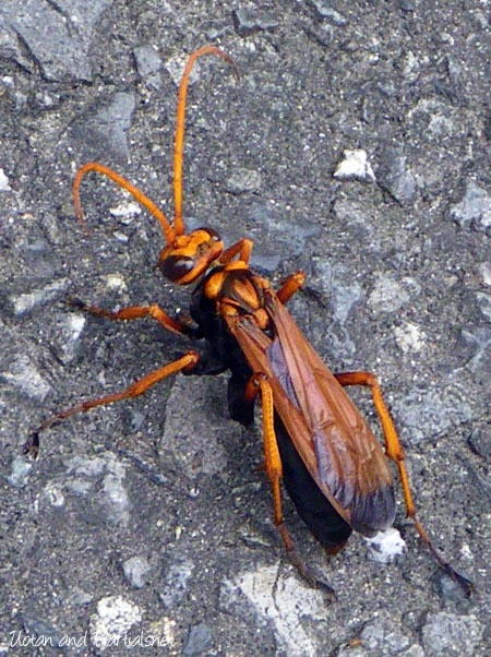 ベッコウクモバチ