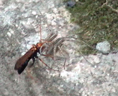 ベッコウバチに狩られるアシダカグモ