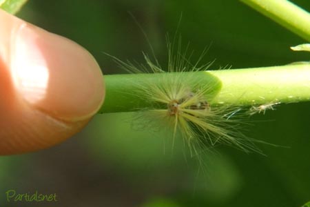 ベッコウハゴロモ幼虫