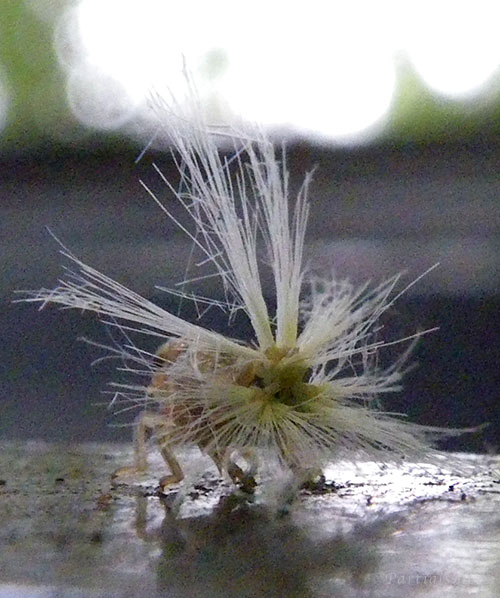 ベッコウハゴロモ幼虫