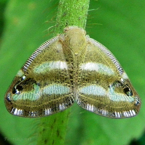 ベッコウハゴロモ