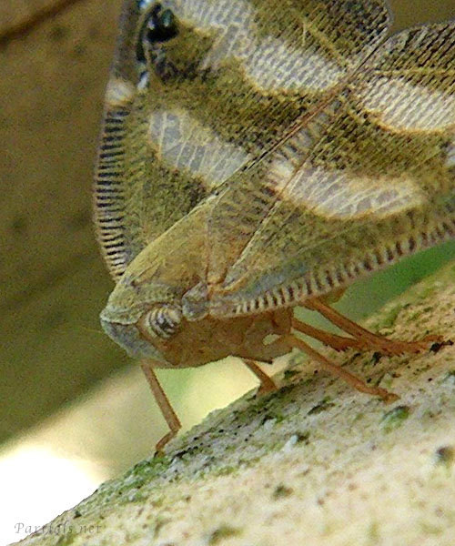 ベッコウハゴロモ