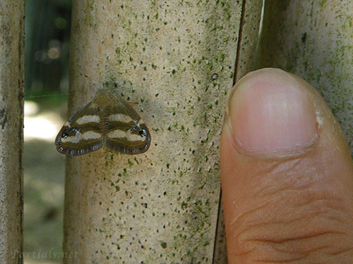 ベッコウハゴロモ