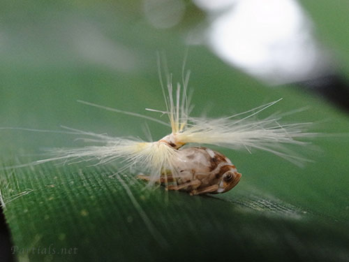 ベッコウハゴロモ幼虫