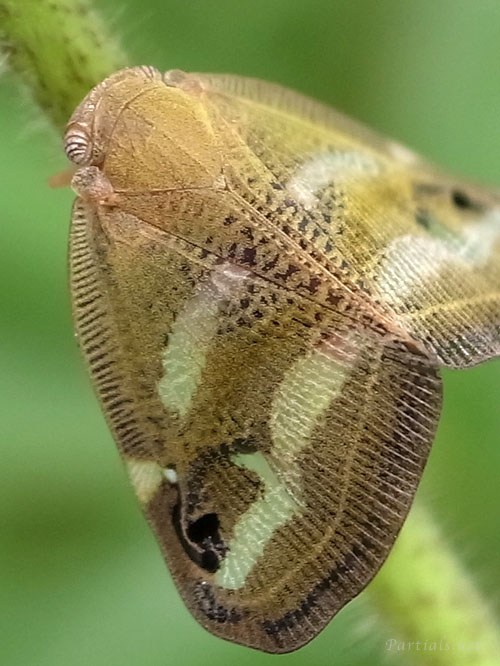 ベッコウハゴロモ