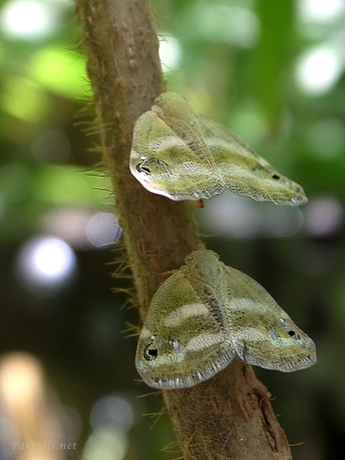 ベッコウハゴロモ