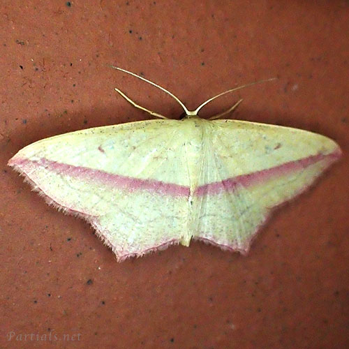 ベニスジヒメシャク