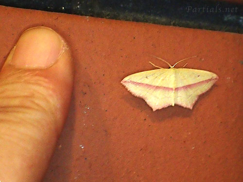 ベニスジヒメシャク