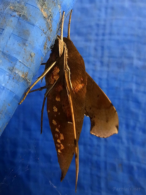 ビロウドスズメ