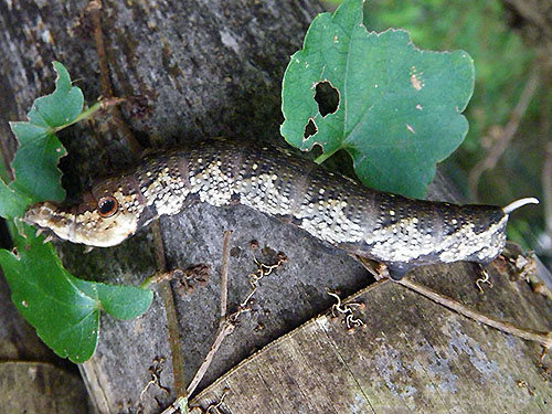 ビロードスズメ　幼虫