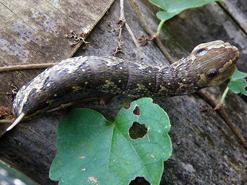 ビロードスズメ幼虫