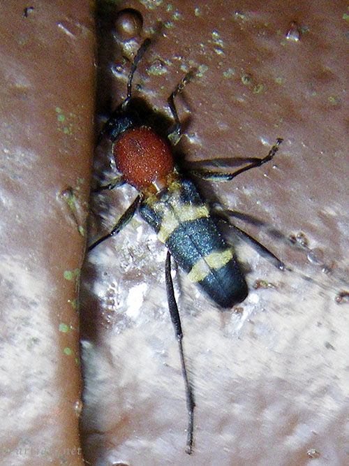 ブドウトラカミキリ