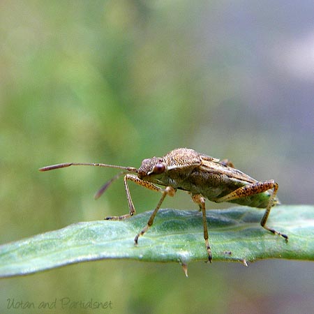ブチヒメヘリカメムシ