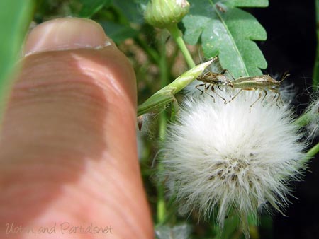 ブチヒメヘリカメムシ