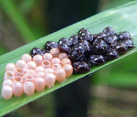 アオカメムシの一種の孵化直後