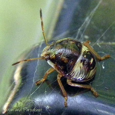 チャバネアオカメムシ３齢幼虫