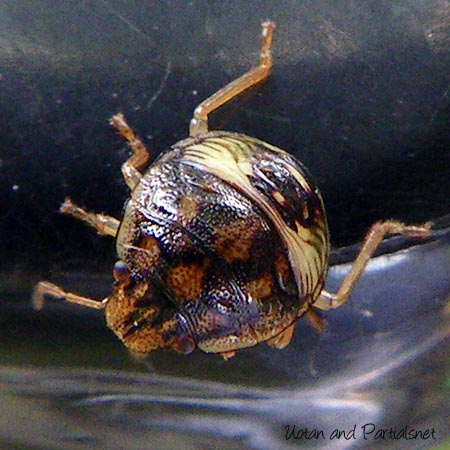 チャバネアオカメムシ３齢幼虫