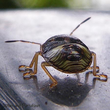 チャバネアオカメムシ３齢幼虫
