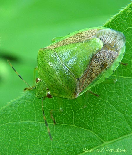 チャバネアオカメムシ