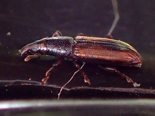 チャバネキクイゾウムシ