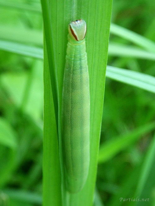 チャバネセセリ幼虫