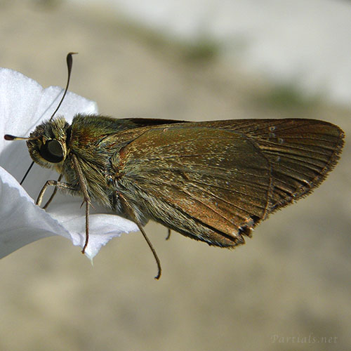 イチモンジセセリ