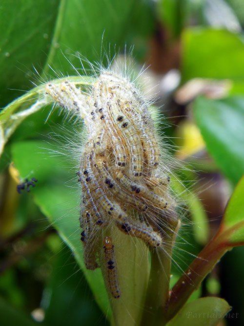 チャドクガ幼虫