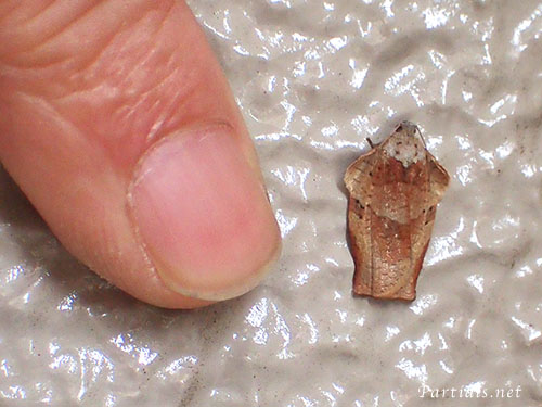 “チャハマキ”