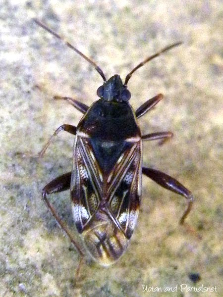 チャイロナガカメムシ