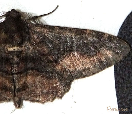 チャノウンモンエダシャク