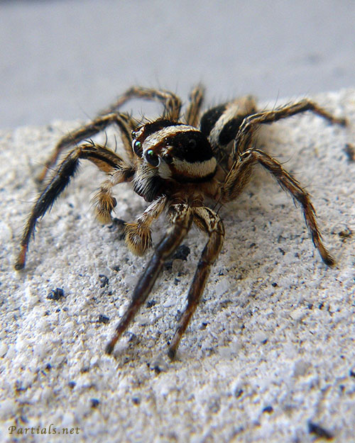 チャスジハエトリ♂