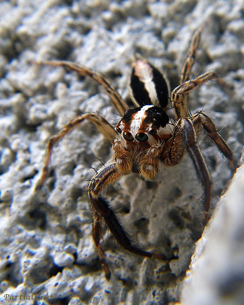 チャスジハエトリ♂