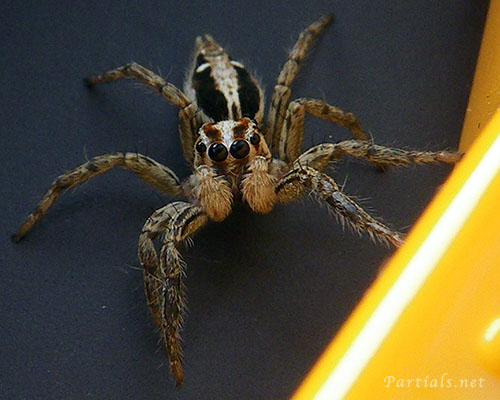 チャスジハエトリ雄