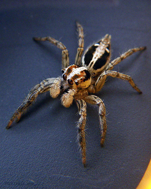 チャスジハエトリ♂