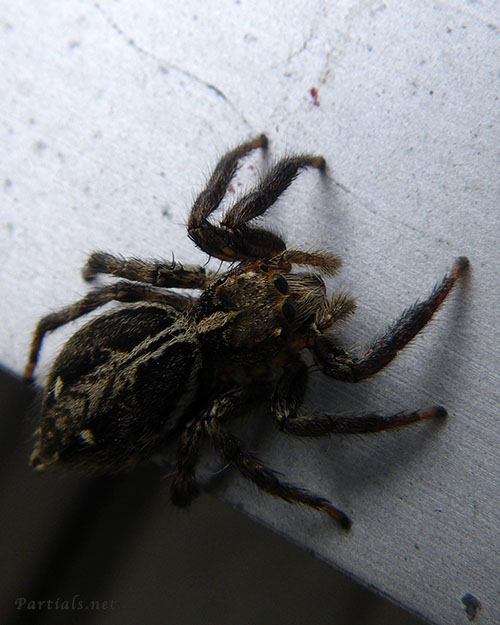 チャスジハエトリ雌