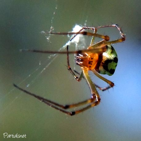 チュウガタシロカネグモ