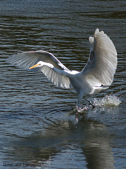 羽を広げるダイサギ