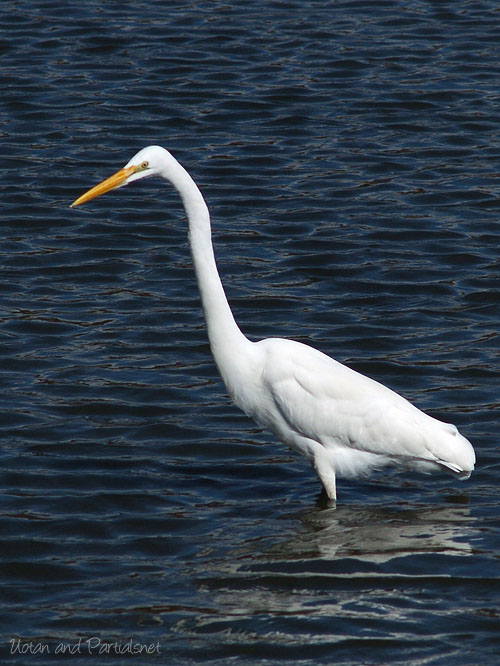 首をのばして立つダイサギ