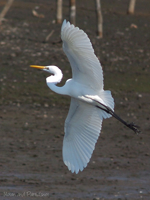 ダイサギの飛翔