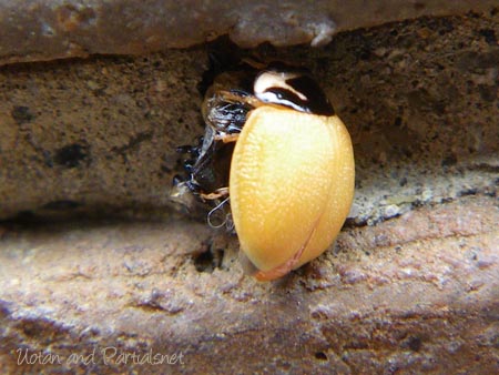 ダンダラテントウの羽化後