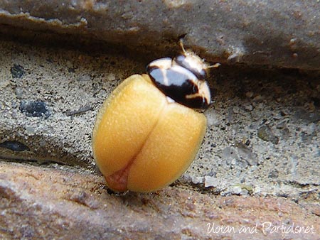 ダンダラテントウの羽化後