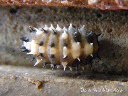 ダンダラテントウの前蛹