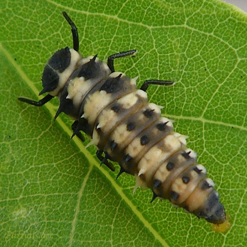 ダンダラテントウの幼虫