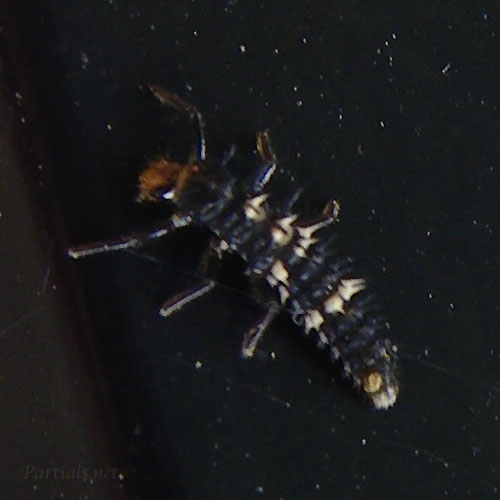 ダンダラテントウの幼虫