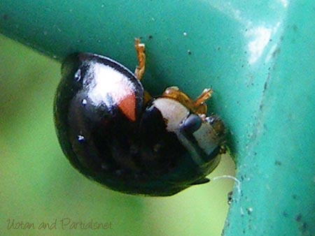 ダンダラテントウ