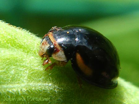 ダンダラテントウ